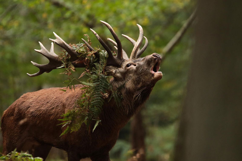 Parc Animalier de Boutissaint