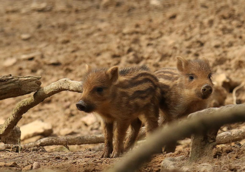 Parc Animalier de Boutissaint