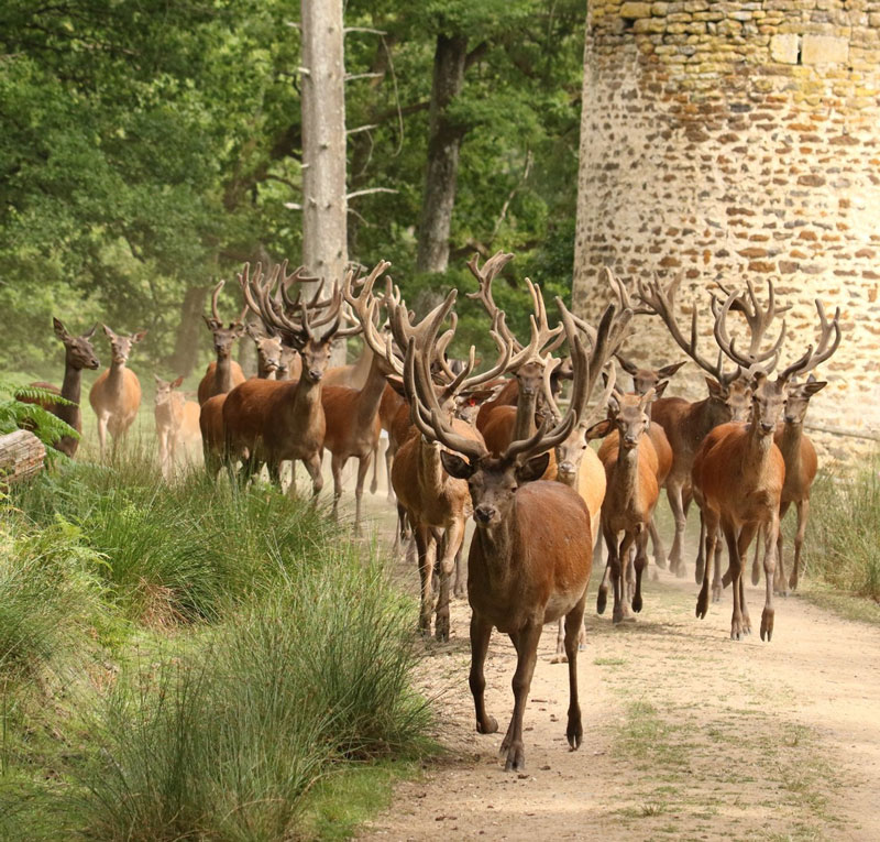 Parc Animalier de Boutissaint