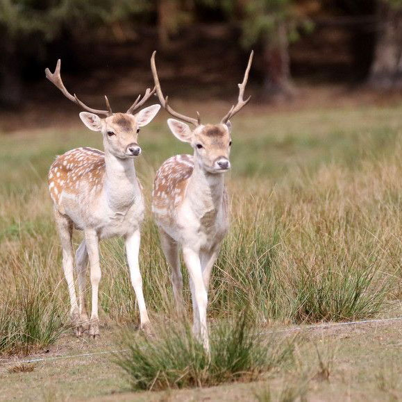 Parc Animalier de Boutissaint