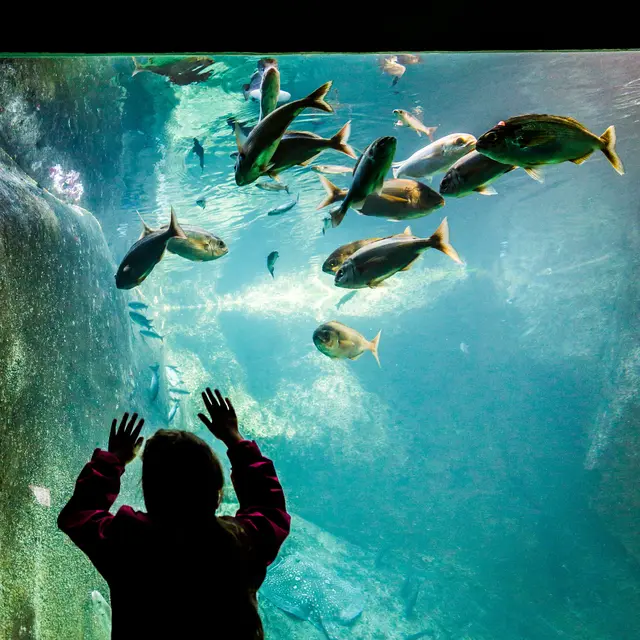 Aquarium marin de Trégastel