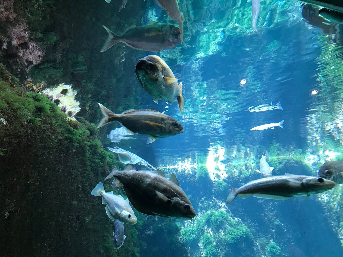Aquarium marin de Trégastel
