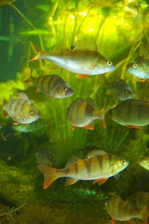 Aquarium des curieux de nature