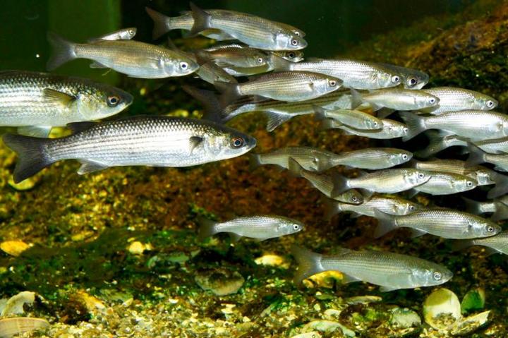 Aquarium des curieux de nature