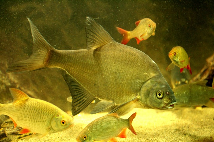 Aquarium des curieux de nature