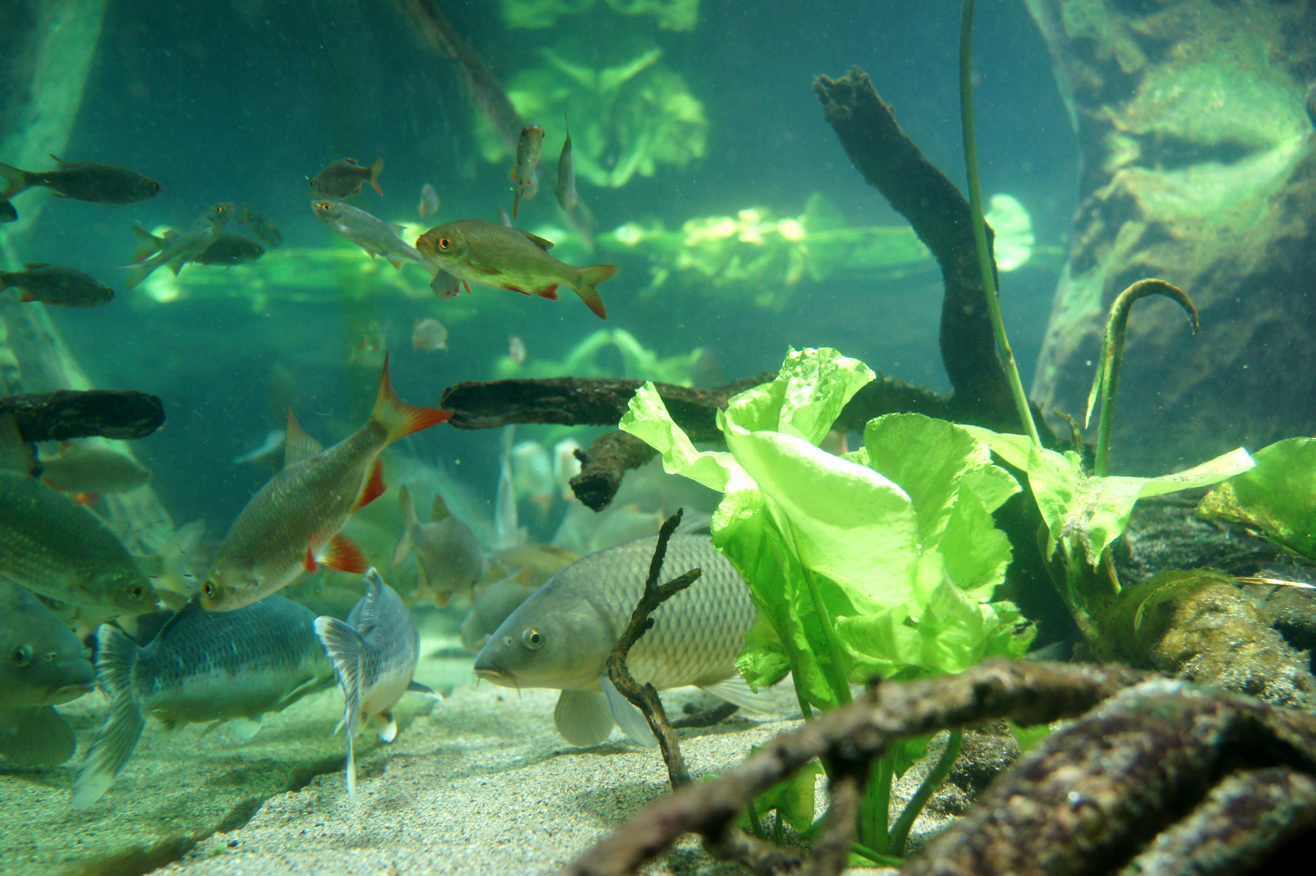 Aquarium des curieux de nature