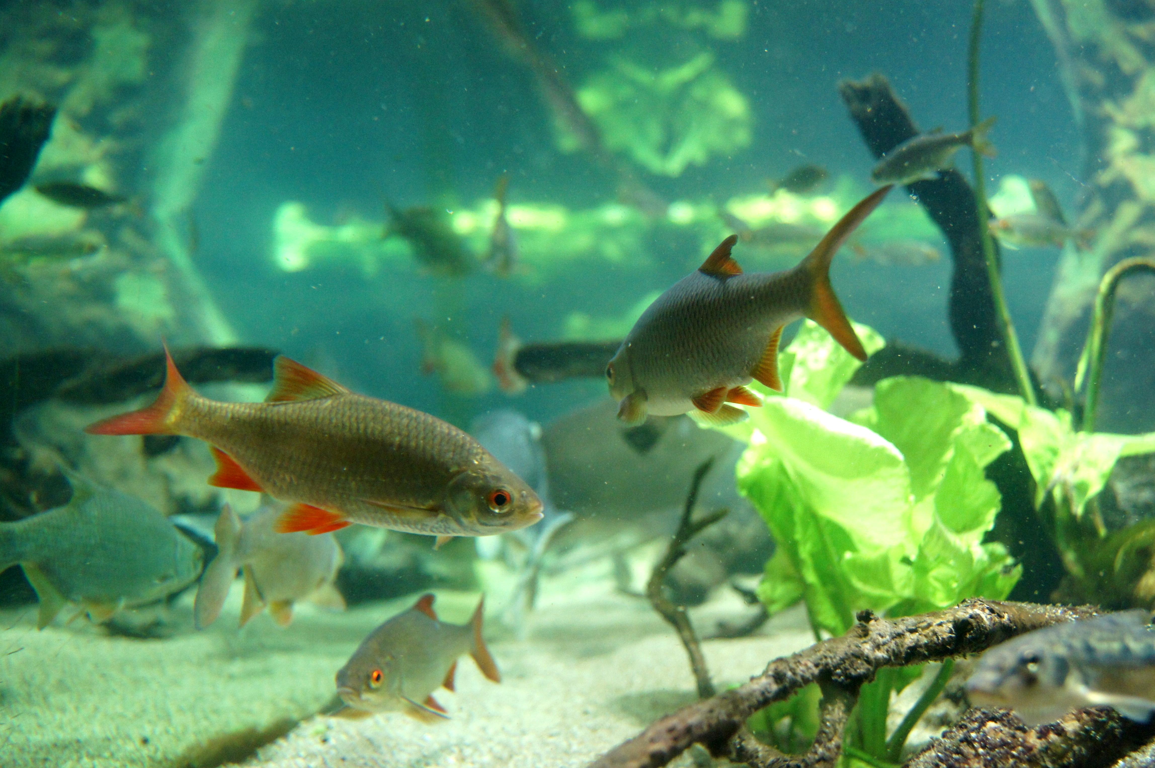 Aquarium des curieux de nature