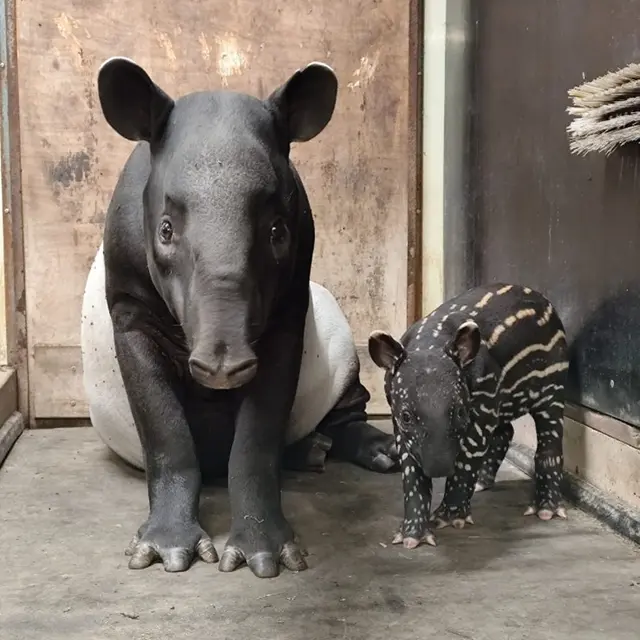 Zooparc de Trégomeur