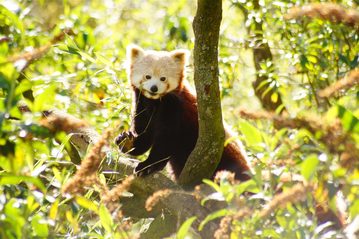 Zooparc de Trégomeur