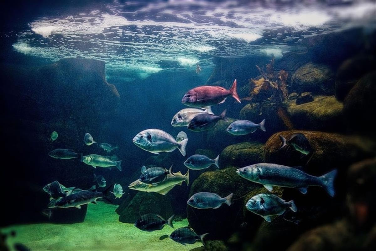 Station de biologie marine de Concarneau