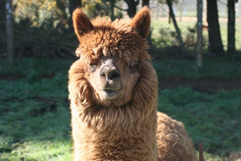 Parc animalier La Pommeraie