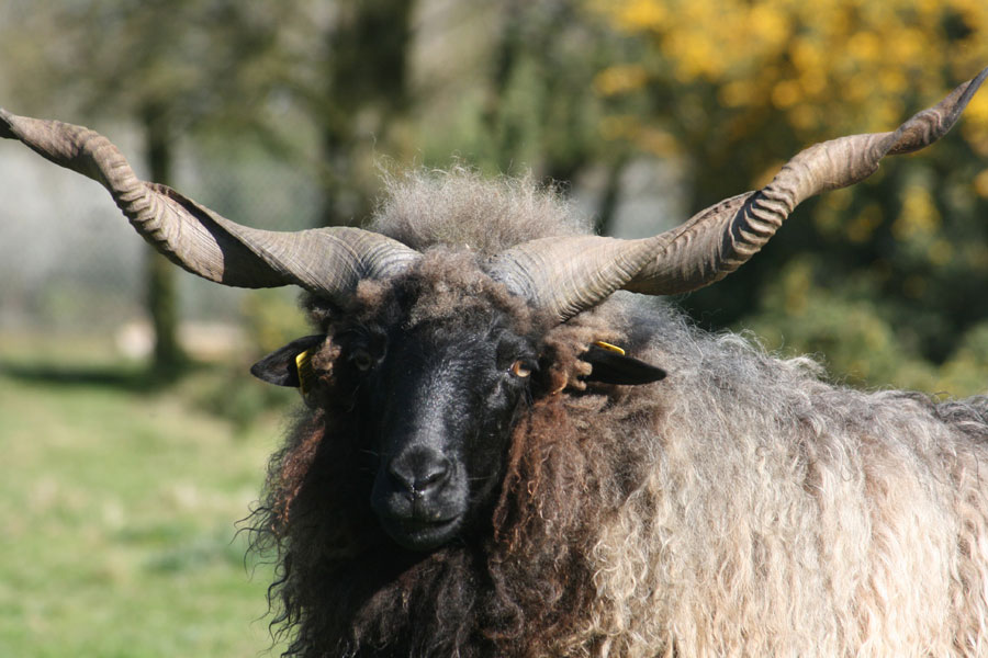 Parc animalier La Pommeraie