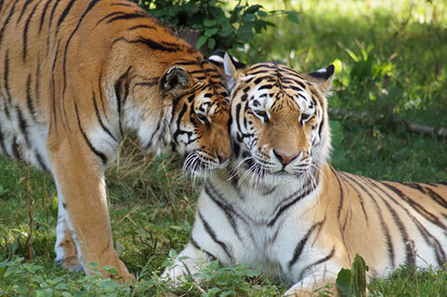 Zoo de la Bourbansais