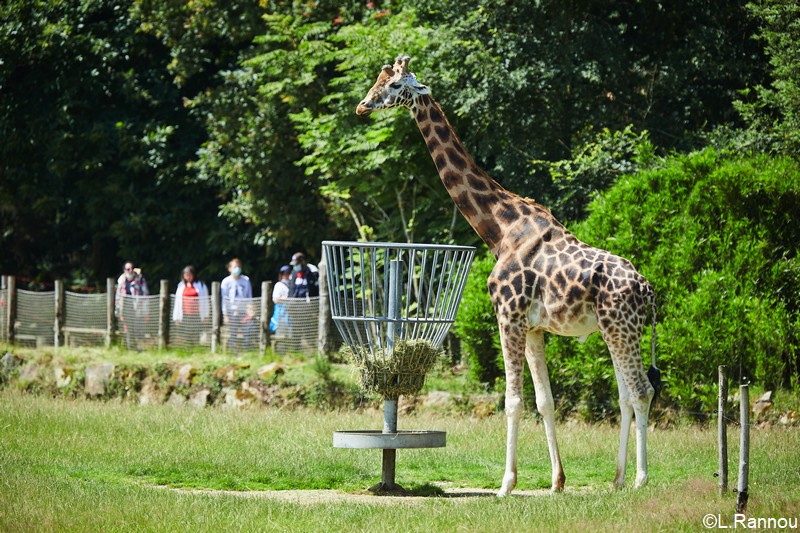 Parc zoologique du château de Branféré