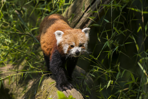 Parc zoologique du château de Branféré