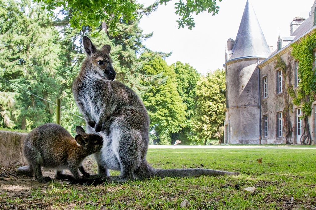 Parc zoologique du château de Branféré