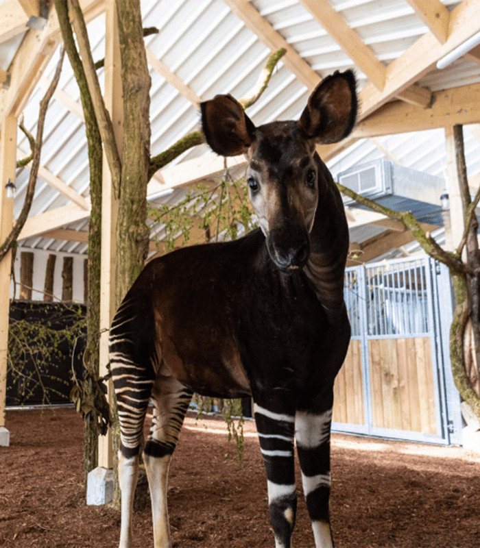 Parc zoologique du château de Branféré