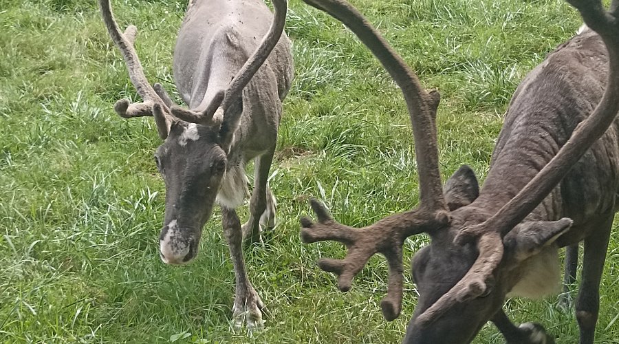 Parc Animalier Domaine de Revert