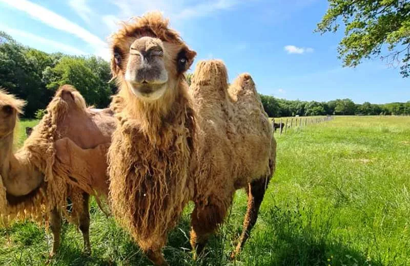 Parc Animalier Domaine de Revert