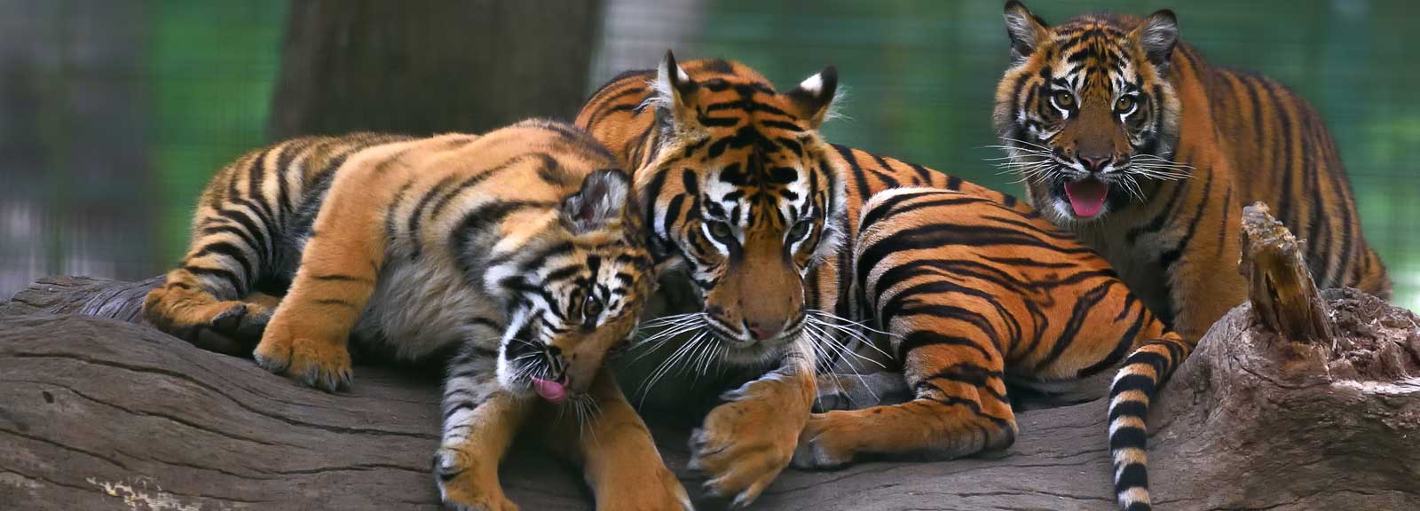 Réserve zoologique de la Haute-Touche