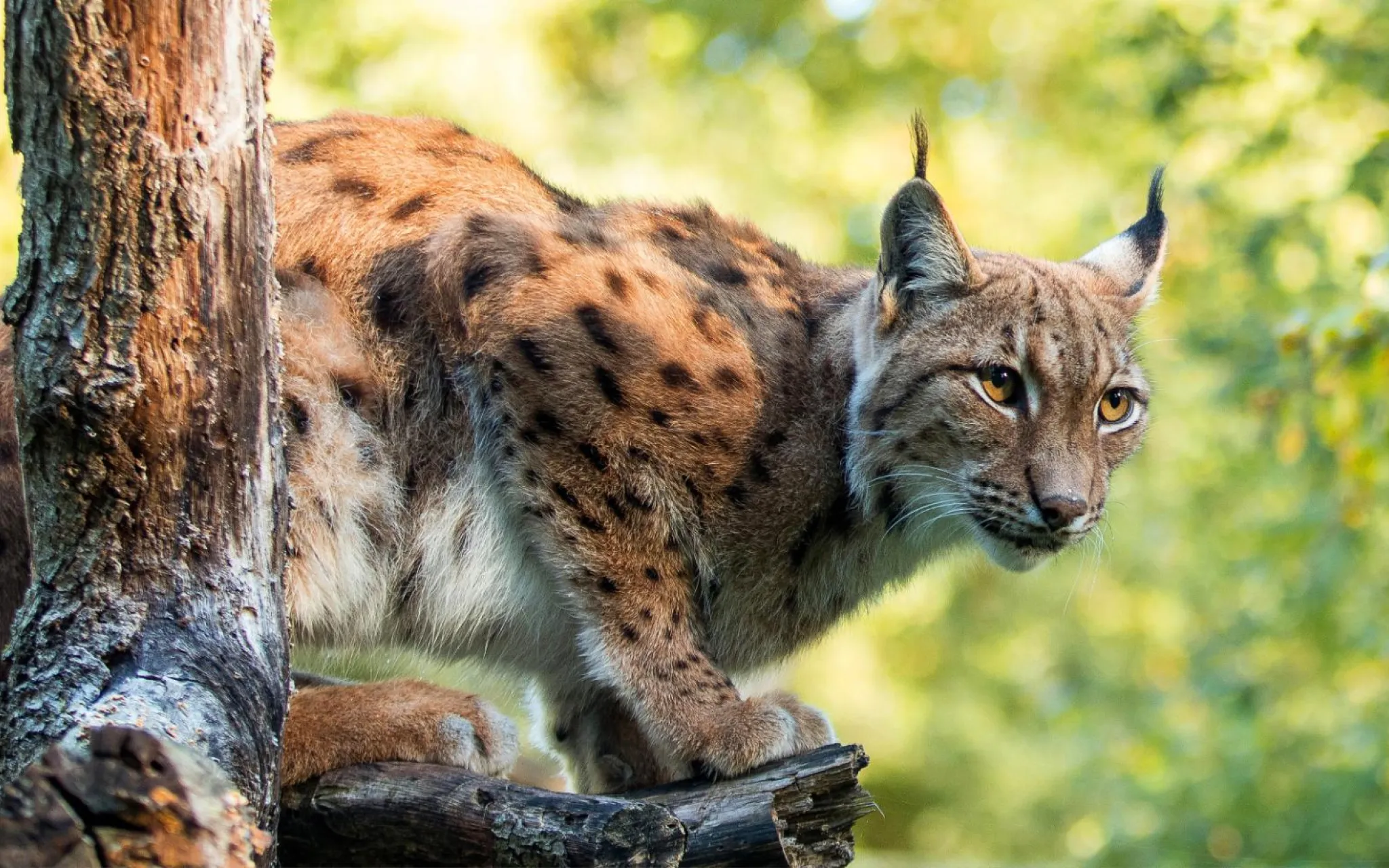 Réserve zoologique de la Haute-Touche