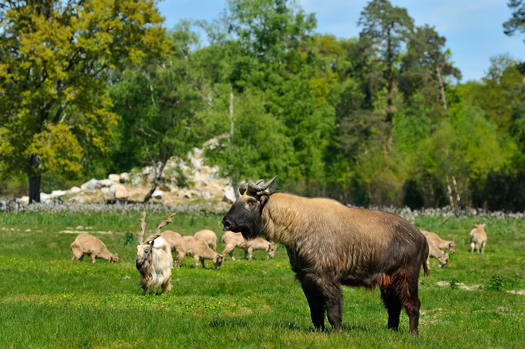 Réserve zoologique de la Haute-Touche
