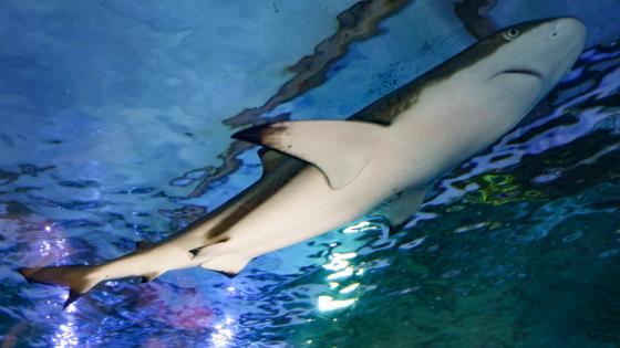Grand aquarium de Touraine