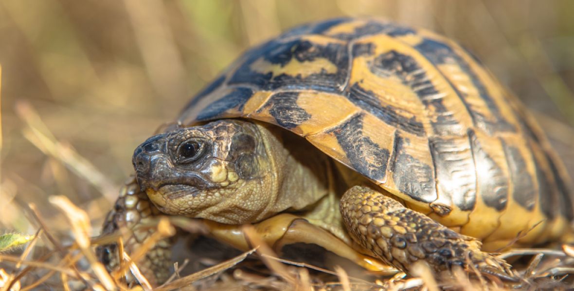 A Cupulatta - La cité des tortues