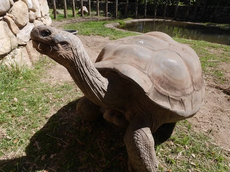 A Cupulatta - La cité des tortues