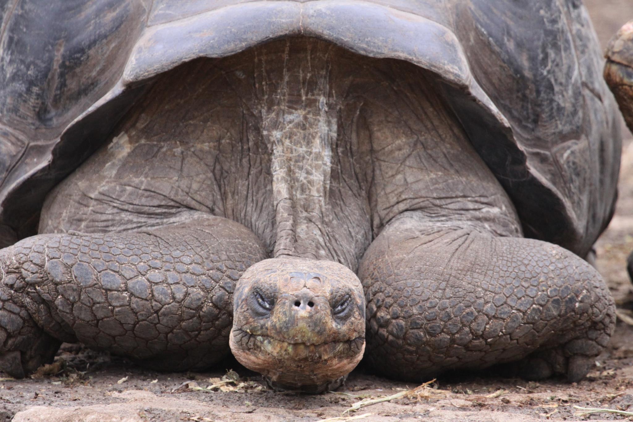 A Cupulatta - La cité des tortues