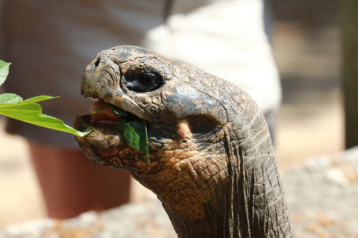 A Cupulatta - La cité des tortues