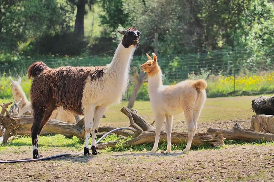Corsica Zoo