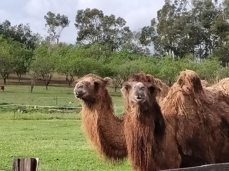 Corsica Zoo