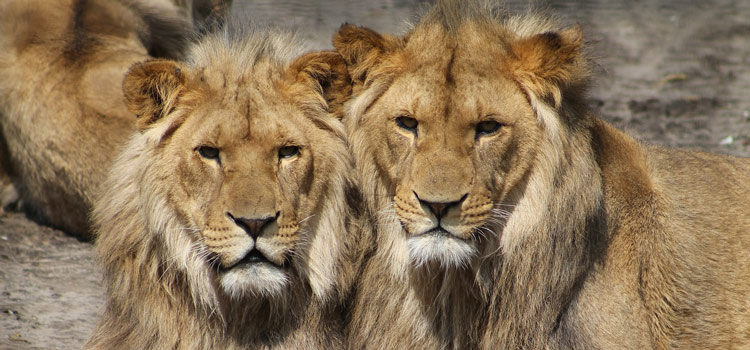 Corsica Zoo