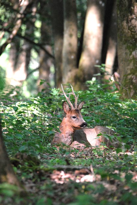 Parc animalier de Charleville-Mézières(Parc animalier de Saint-Laurent)