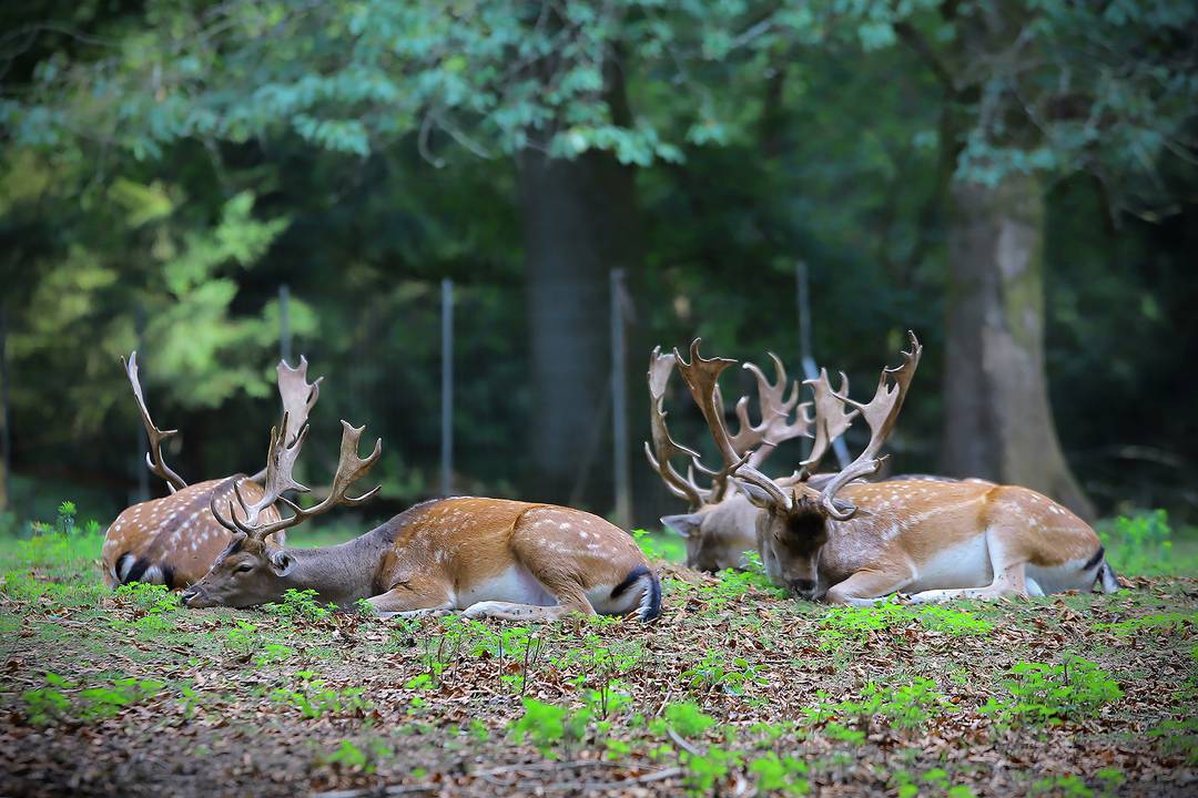 Parc animalier de Charleville-Mézières(Parc animalier de Saint-Laurent)
