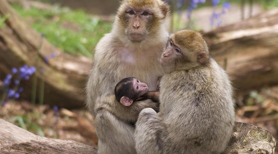 La montagne des singes