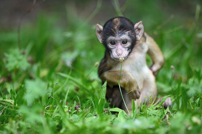 La montagne des singes