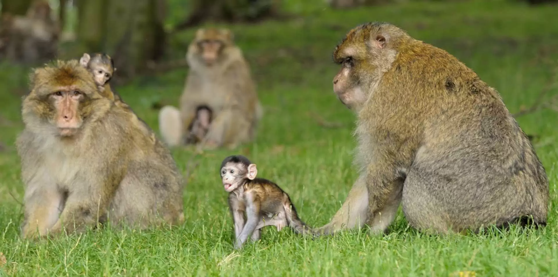 La montagne des singes