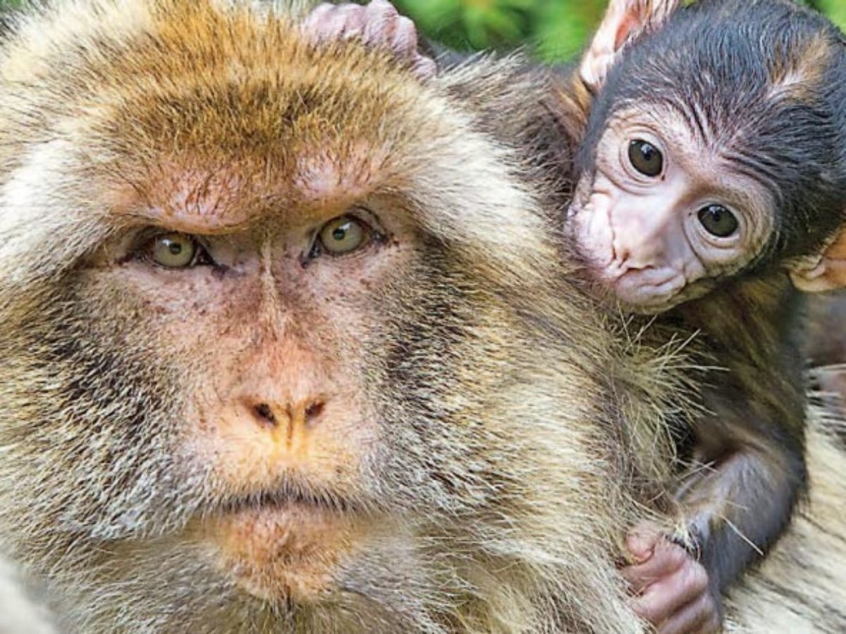 La montagne des singes