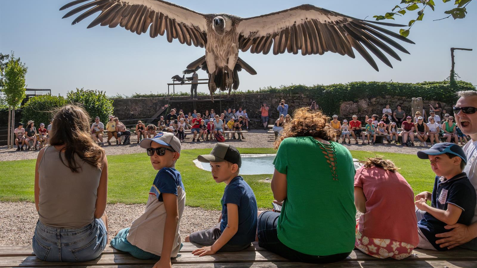 Volerie des aigles