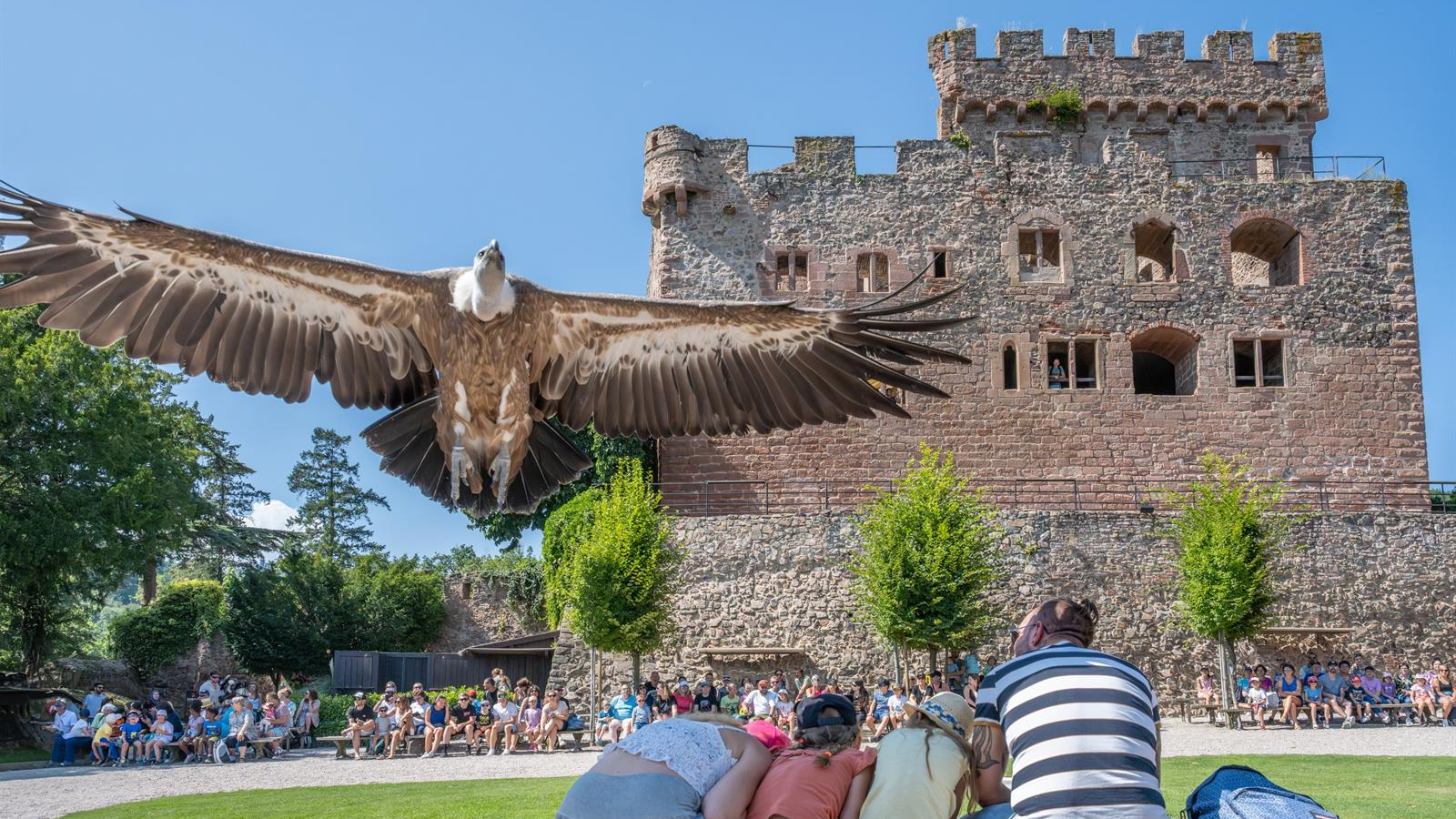 Volerie des aigles