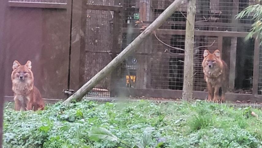 Parc animalier du parc d'Isle