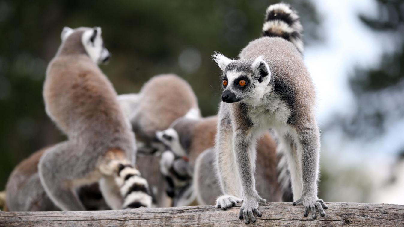 Parc animalier du parc d'Isle