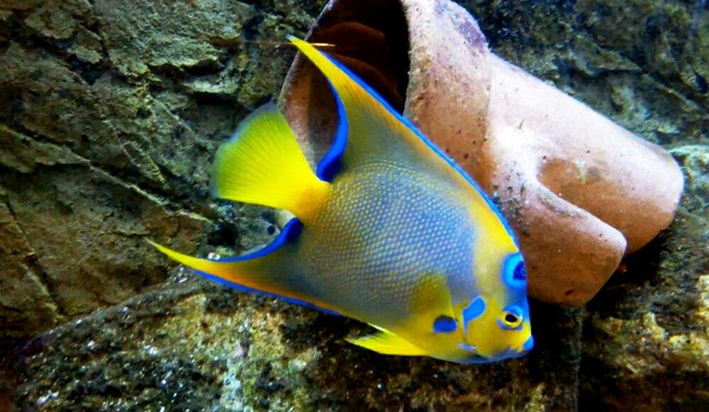 Aquarium municipal de Dunkerque