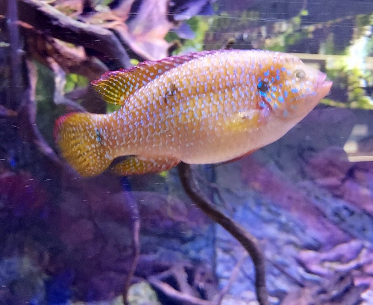 Aquarium municipal de Dunkerque