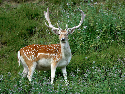 Parc animalier Saint-Léger