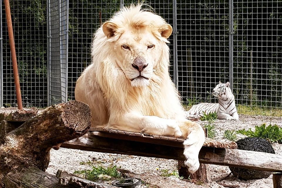 Parc animalier Saint-Léger
