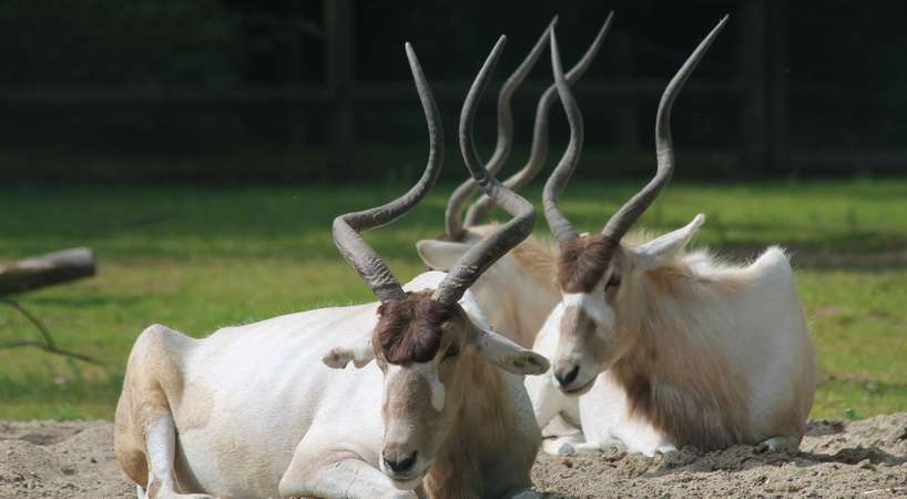 Zoo d'Amiens