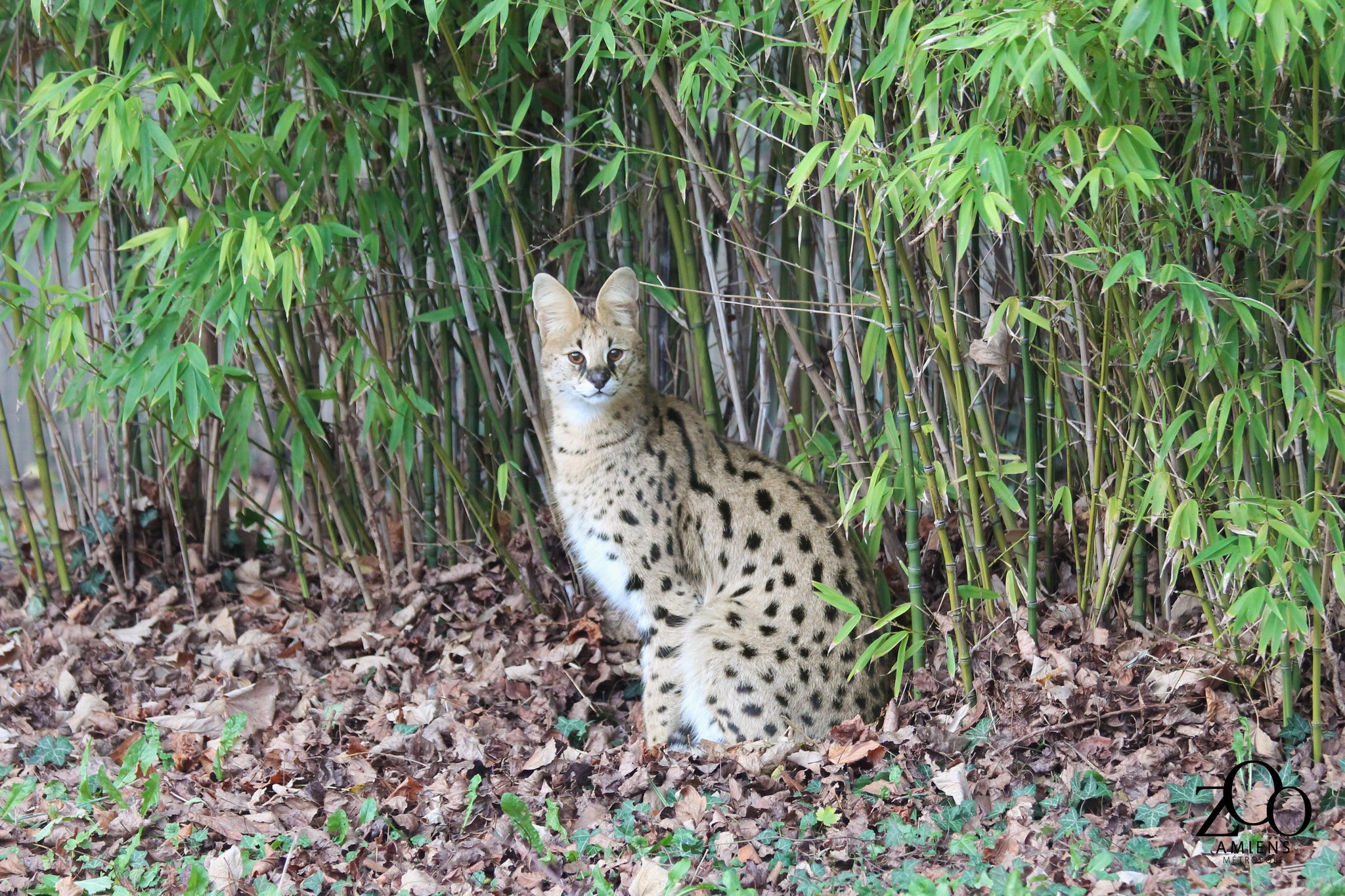 Zoo d'Amiens